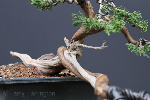juniper bonsai